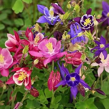 1000 Columbine Seeds (Aquilegia) Perennial Non-GMO Flower Seeds that Attract Hummingbirds, Bees & Butterflies for Gardens, Borders, Cut Flowers & Pollinator Beds