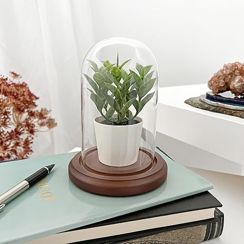 Miniatura 3 de Plymor Cúpula de exhibición de cristal de 3 "x 5" (base de chapa de nogal)