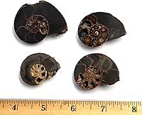 Vista 3 de Hoploscaphitas de amonita Lote de 4 Fossil Montana 100 MYO con etiqueta #17548