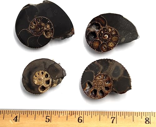 Miniatura 4 de Hoploscaphitas de amonita Lote de 4 Fossil Montana 100 MYO con etiqueta #17548