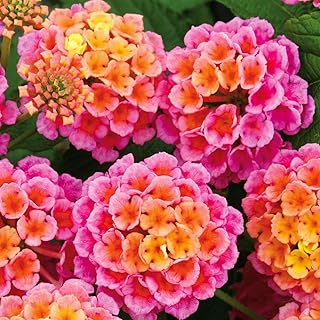 199pcs Lantana Camara Seeds, Evergreen Shrub Multicolor Blooming, High Germination, Easy Growing for Balcony, Garden, or Yard Landscaping