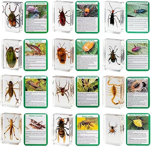 20 piezas de insectos en resina preservada de insectos, colección de espécimen pisapapeles de resina de insectos diversos especímenes de insectos