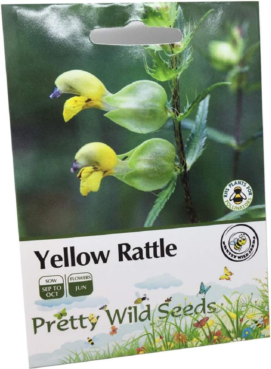 1200 Yellow Rattle Rhinanthus Minor British Wild Flower Seeds