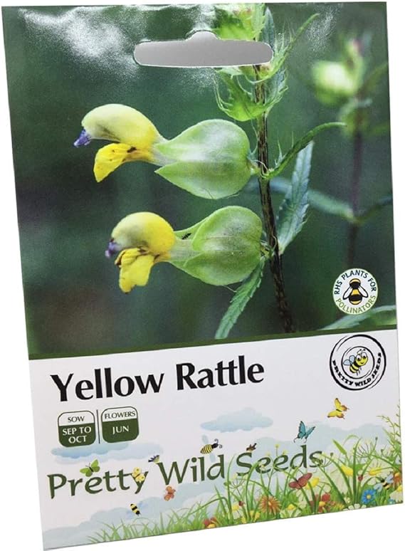 1200 Yellow Rattle Rhinanthus Minor British Wild Flower Seeds Amazon
