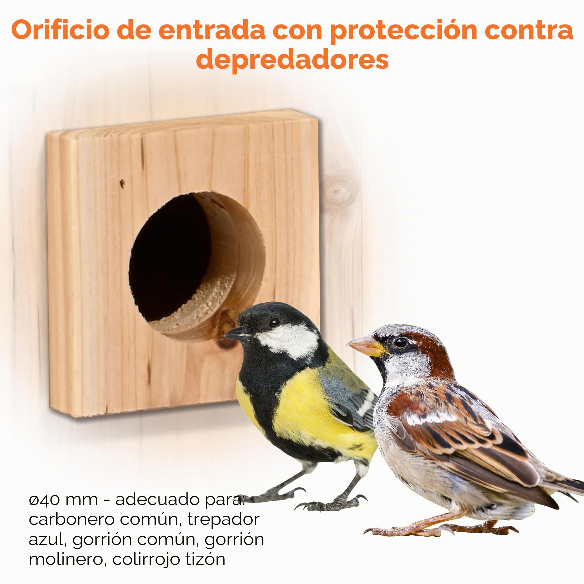 dobar® Nido Eazy con cámara WiFi y Panel Solar, observación de Aves, con Ayuda para anidar de Madera y aplicación, diámetro de 30 mm, Color Verde