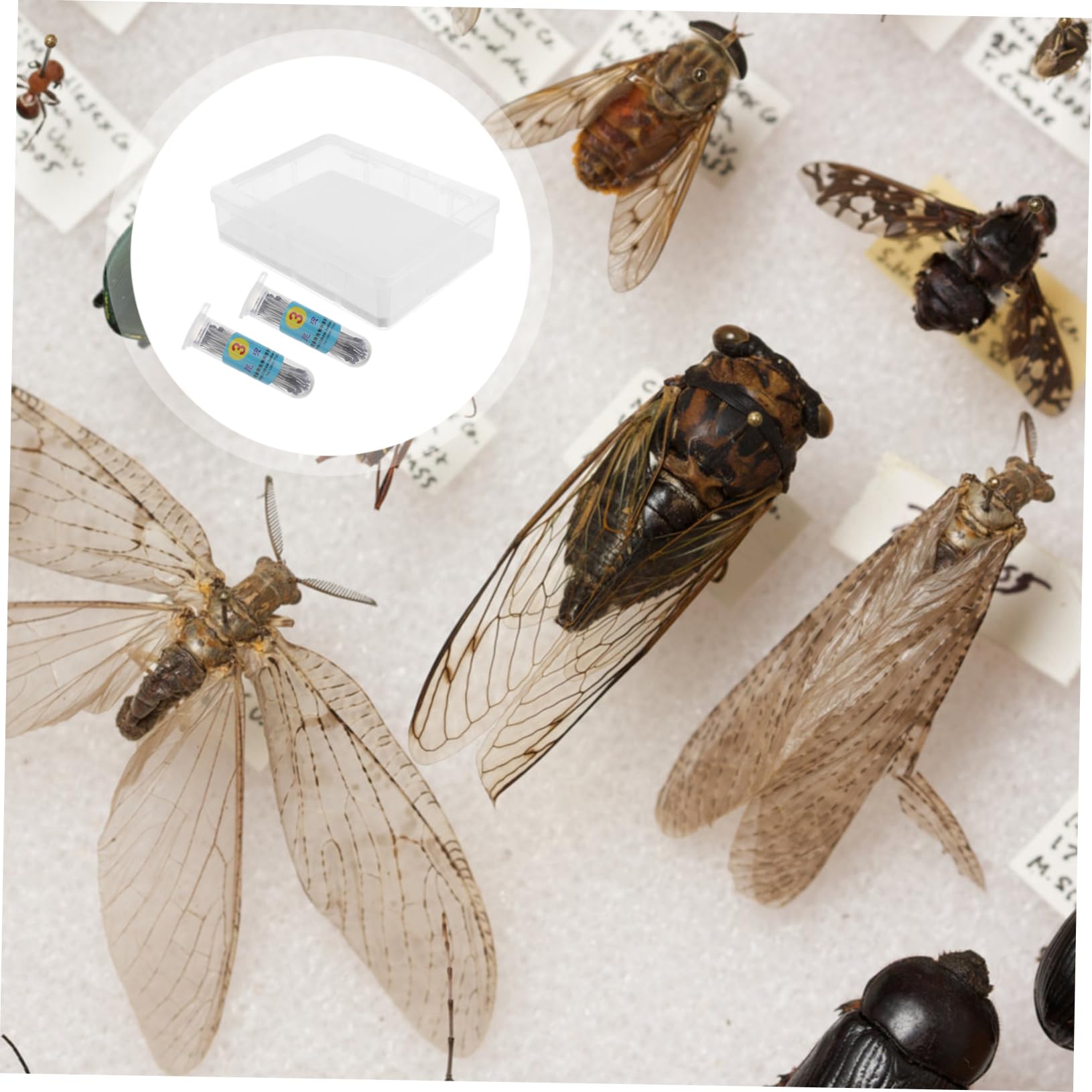 Veemoon 1ensemble Boîte à Spécimens Transparent Kit Affichage Pour Plantes Et Insectes Avec Couvercle Pour Entomologie Collection De Plantes