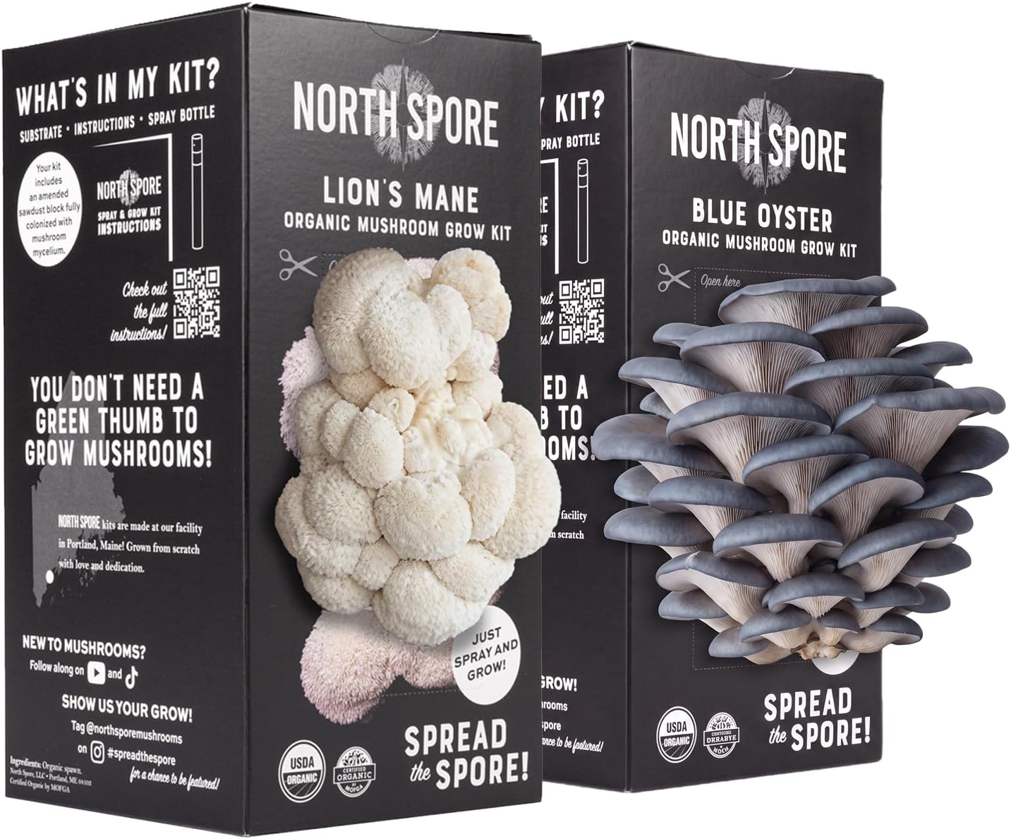Mushroom Growing Kit - Blue Oyster & Lion's Mane, 4 lb Each | Beginner-friendly Mushroom Spray & Grow Kit, USDA-Certified Organic, Harvest in 14-21 Days, Non-GMO, Handmade in Maine, USA