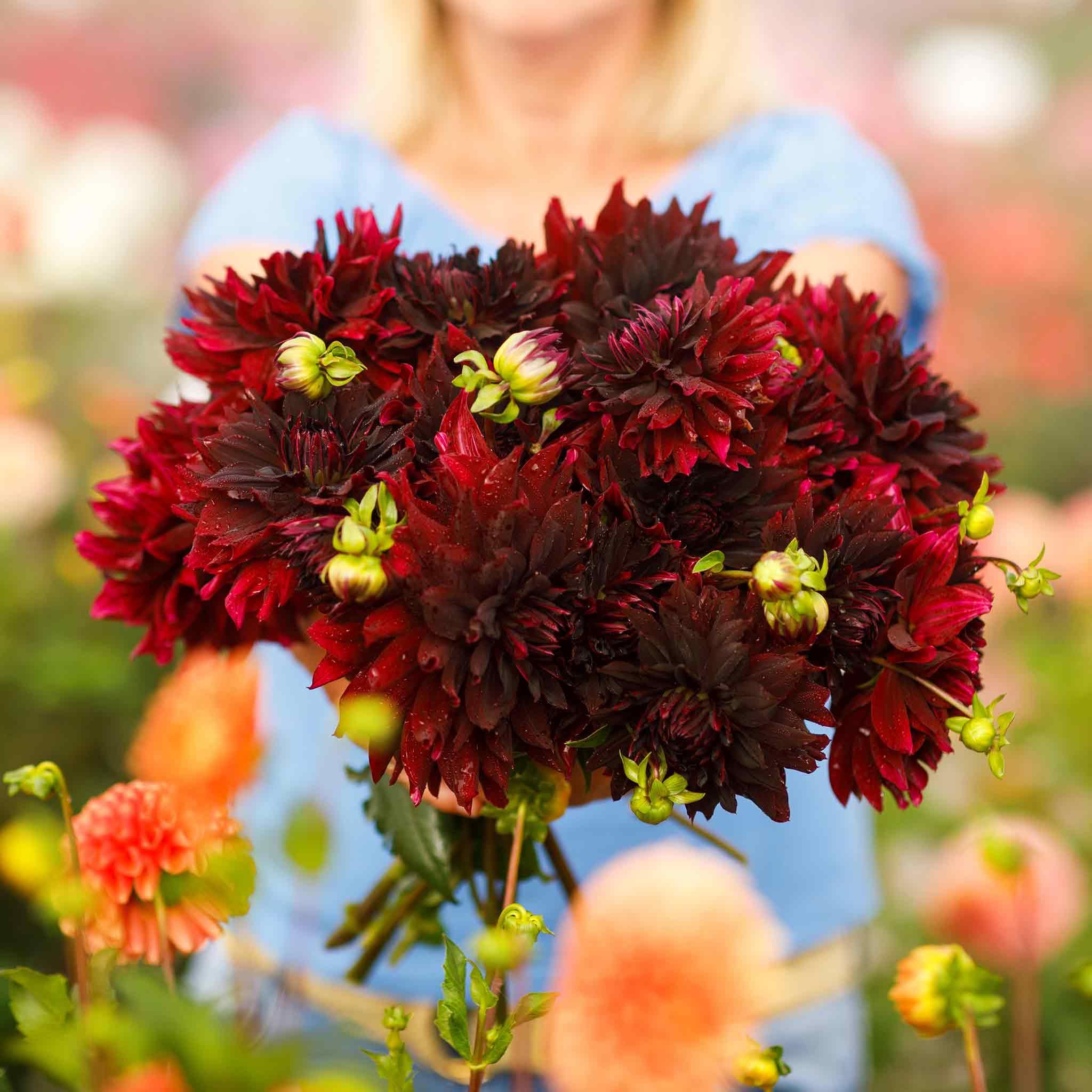 Eden Brothers Dahlia Bulbs Rip City
