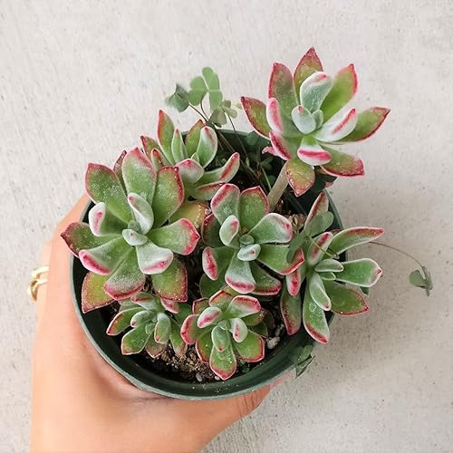 Miniatura 3 de Suculenta Terciopelo Rojo Echeveria harmsii o pulvinata (4 pulgadas)