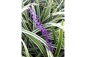 18 Pack of Variegated Liriope Grass