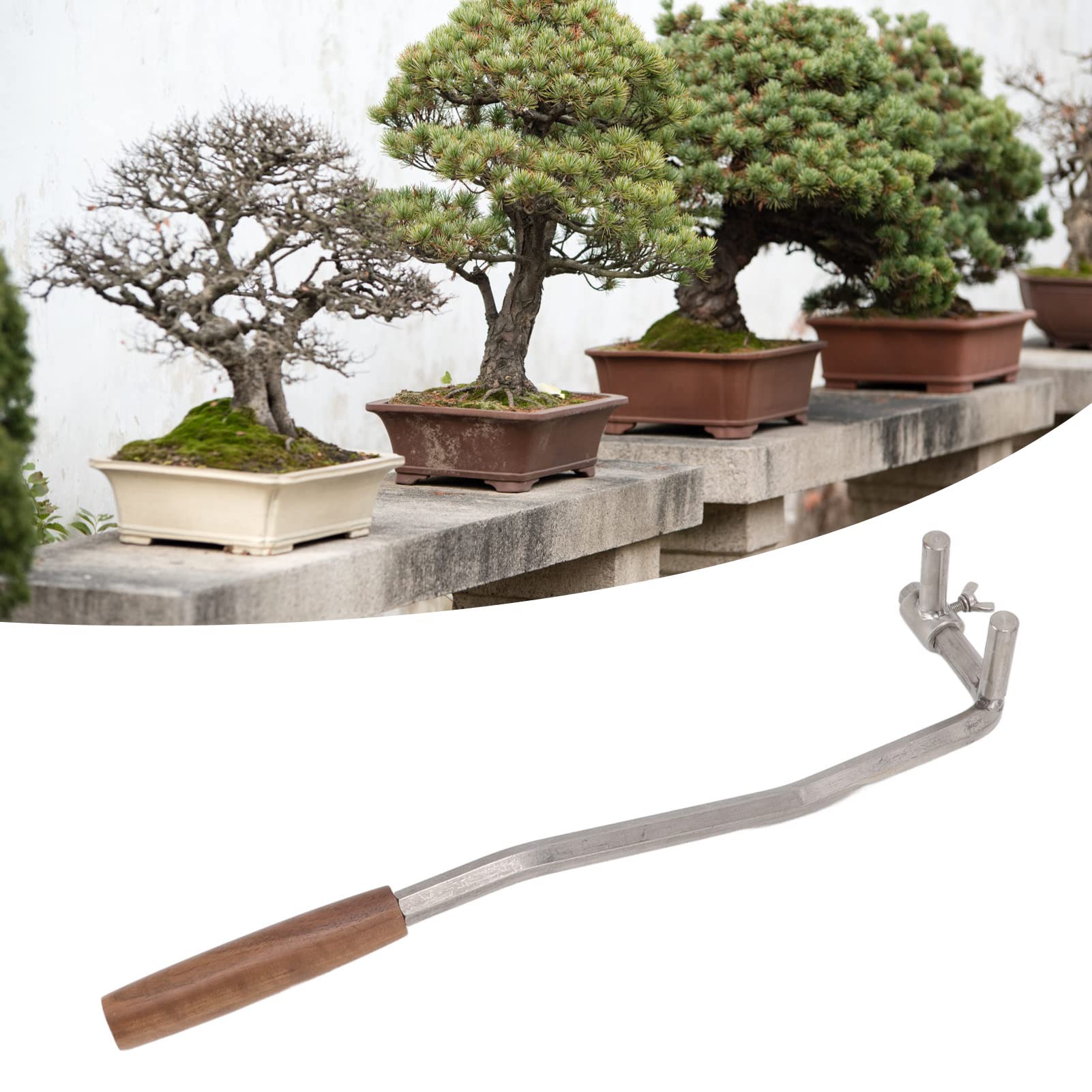 bonsai hobbit Crassula Jade Hobbit Bonsai live plant – Dose of Succulents