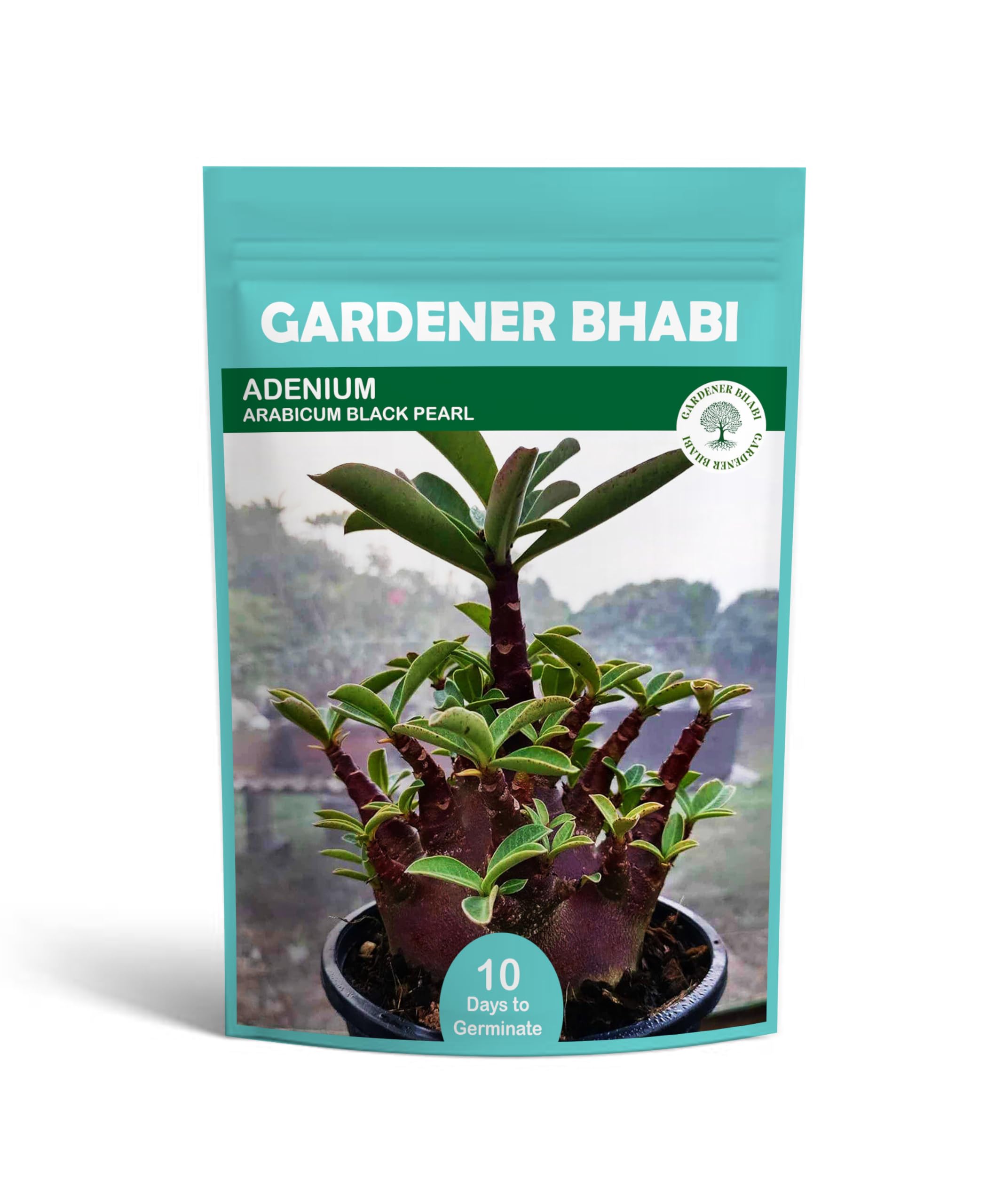 Gardener Bhabi Adenium Arabicum Black Pearl Plant Seeds Imported Verity Pack of 2 Seeds (B0D11SHLGQ) Amazon Price History, Amazon Price Tracker