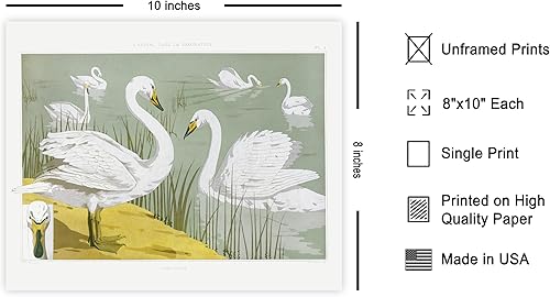 Miniatura 345 de Poster Master Póster vintage de flamenco americano, estampado retro de flamenco rosa, arte de pájaro, regalo para él, ella, amante de los animales,