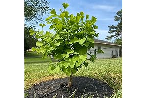 6-12" Ginkgo Biloba Tree Live Plant Seedling