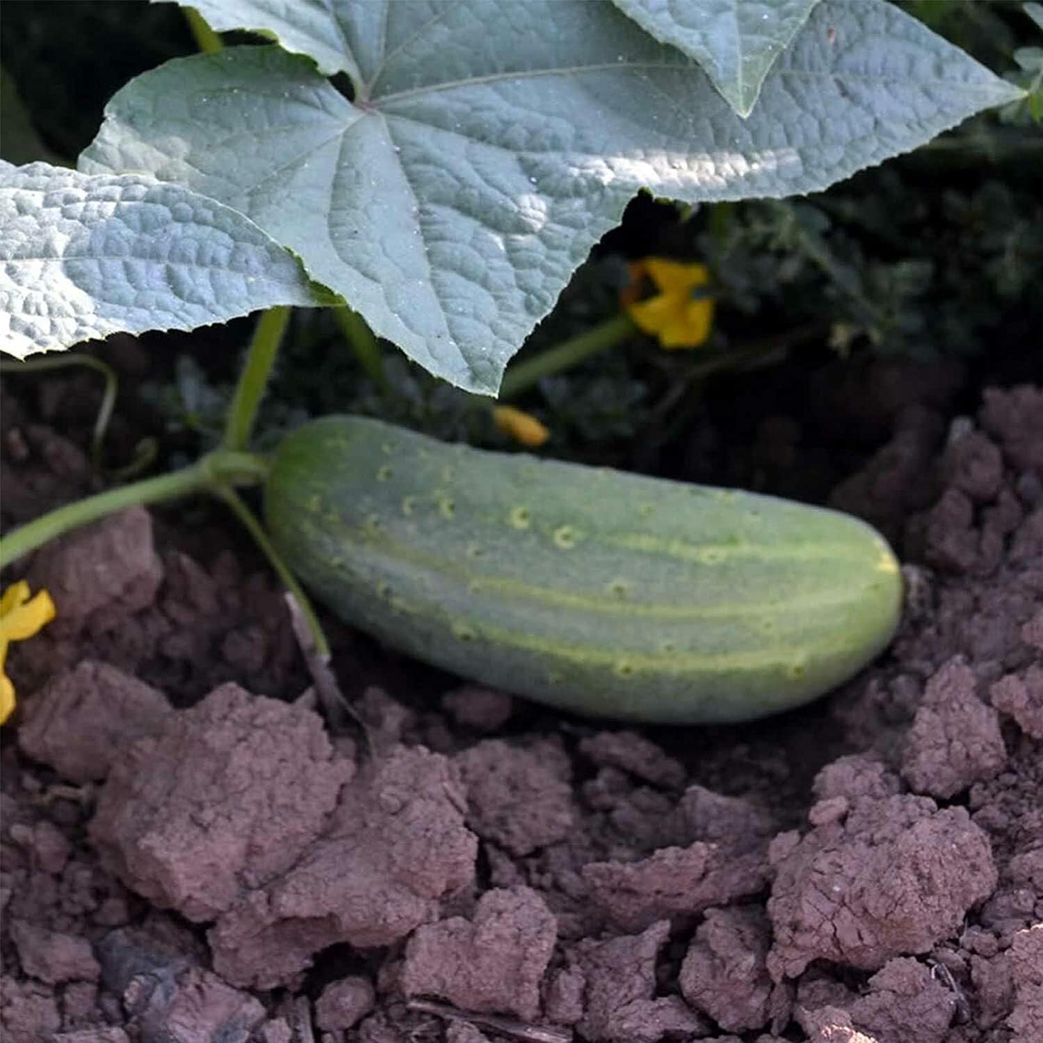 Willvine Cucumber Seeds-DXL-11C-image-12