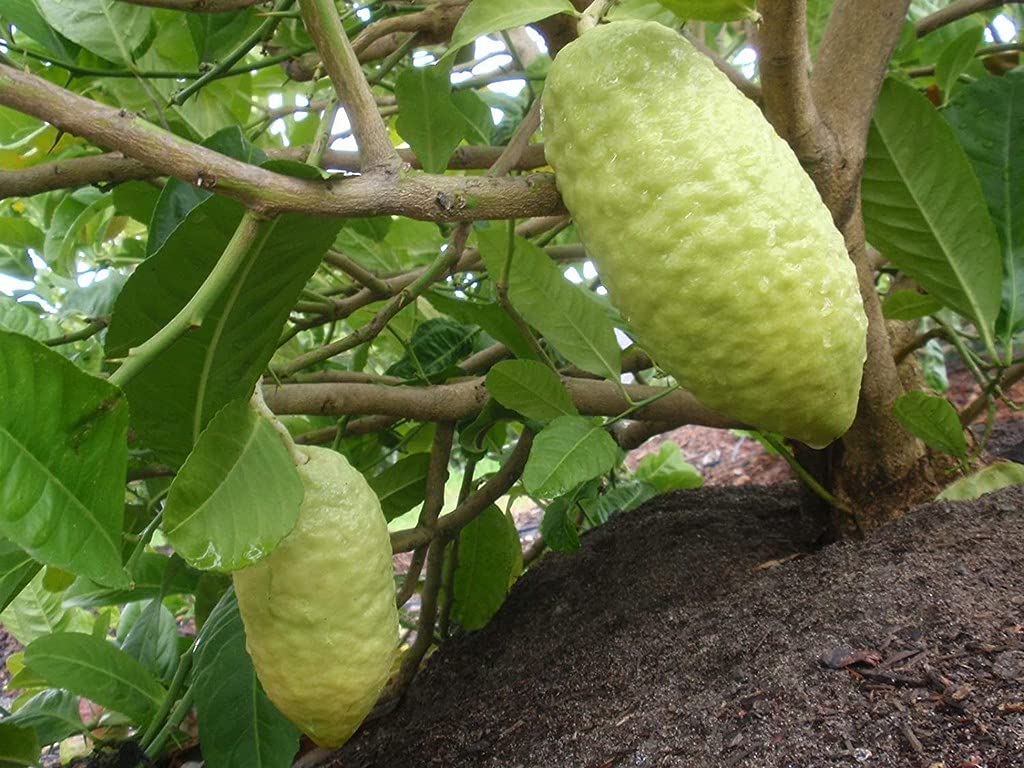 Ohhsome Ganapathi Lemon (Citron) Super Variety Ganapathylemon Plant (Healthy Live Plant) (B09HN4QR8S) Amazon Price History, Amazon Price Tracker