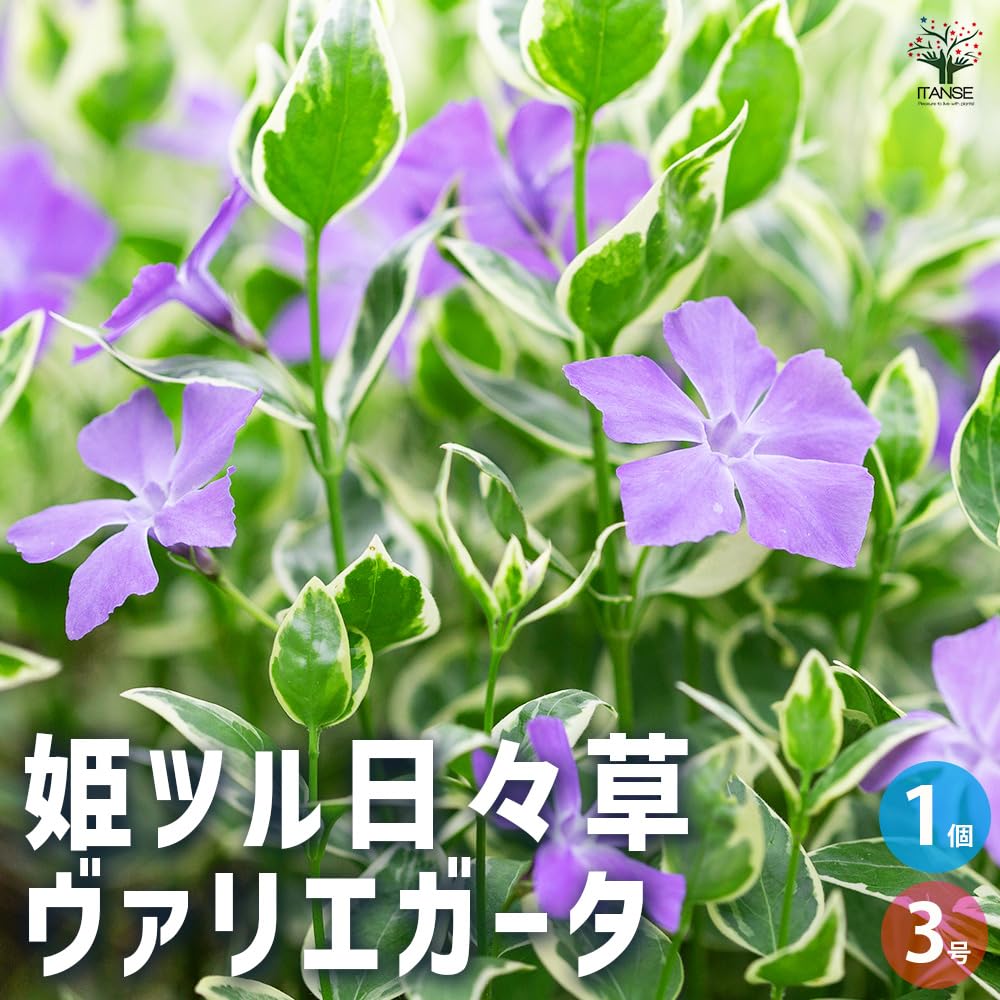 Amazon.co.jp: 姫ツル日々草(ヒメツルニチニチソウ) ヴァリエガータ 3