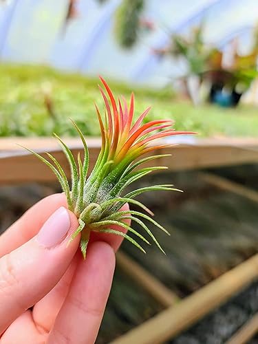 Miniatura 21 de Plantas de aire pequeñas – 3 Ionantha Fuego – Planta de aire de 1 a 2 pulgadas – El color y la forma varían según la temporada – Garantía de 30 días