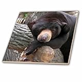 3D Rose 3dRose Oh Man, What a Day, Black Bear-Ceramic Tile, 12-inch (ct_11586_4)
