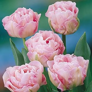 20 x Tulip Double Angelique Flower Bulbs Size 10/11. Stunning Double Tulip Bulbs, Spring Flowering Bulbs-Autumn Planting-Ready for Planting Now