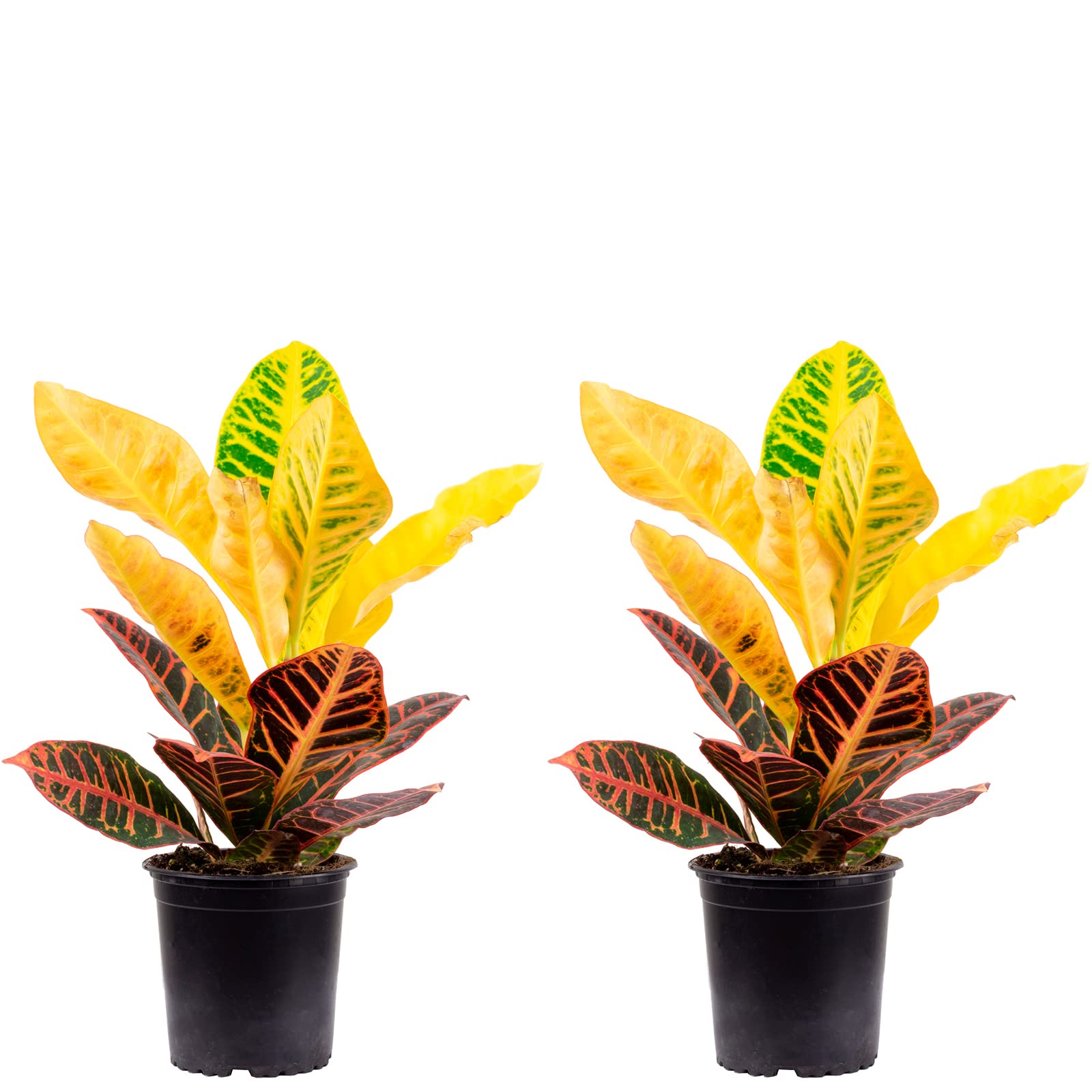 Codiaeum Excellent Wunderstrauch 35-45 Cm - Bunte Z Produktbild-Vorschau 11