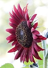 Seedeo Sunflower Ruby F 1 (Helianthus annuus) 20 Seeds
