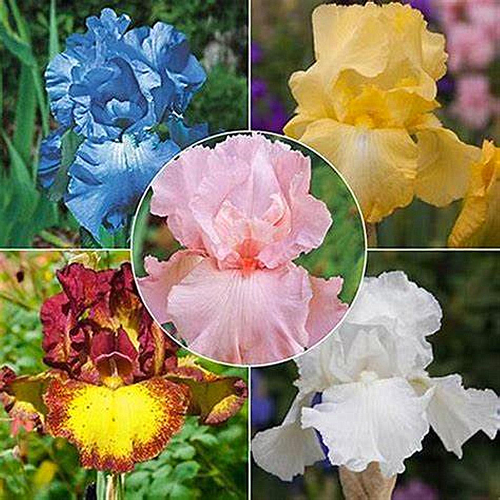 Bearded Iris Bulbs for Planting,Bearded Iris Bulbs Mix,Excellent Display Indoor Perennial Balcony Garden Bulbs,Bearded Iris,Flowering Rhizome-5bulbs-J