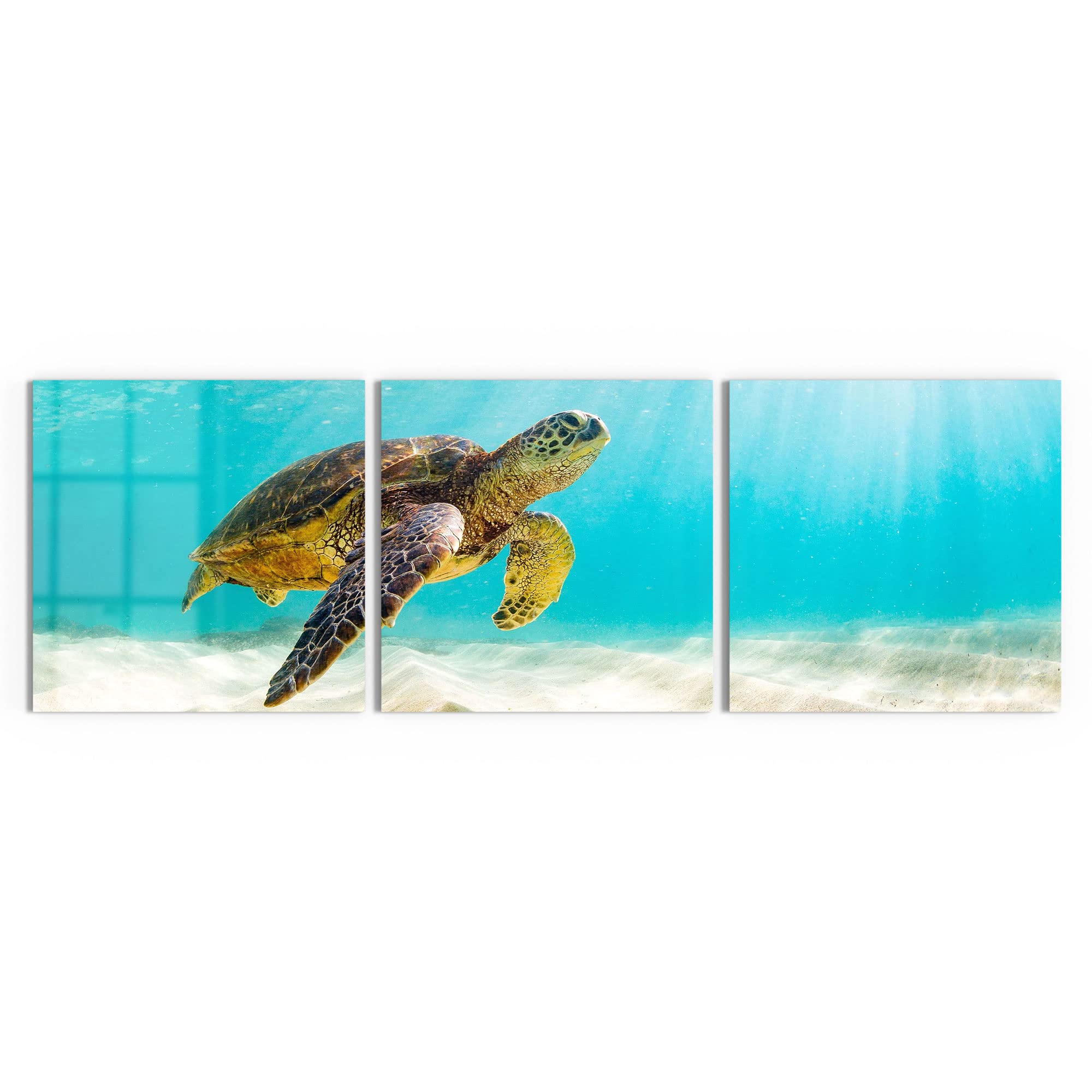 DEQORI Glasbilder Echtglas | Motiv Schildkröte unter Wasser | horizontal 3-teilig 150x50 cm | große XXL Deko | Wandbilder für Wohnzimmer, Schlafzimmer, Flur & Küche | moderne Wanddeko