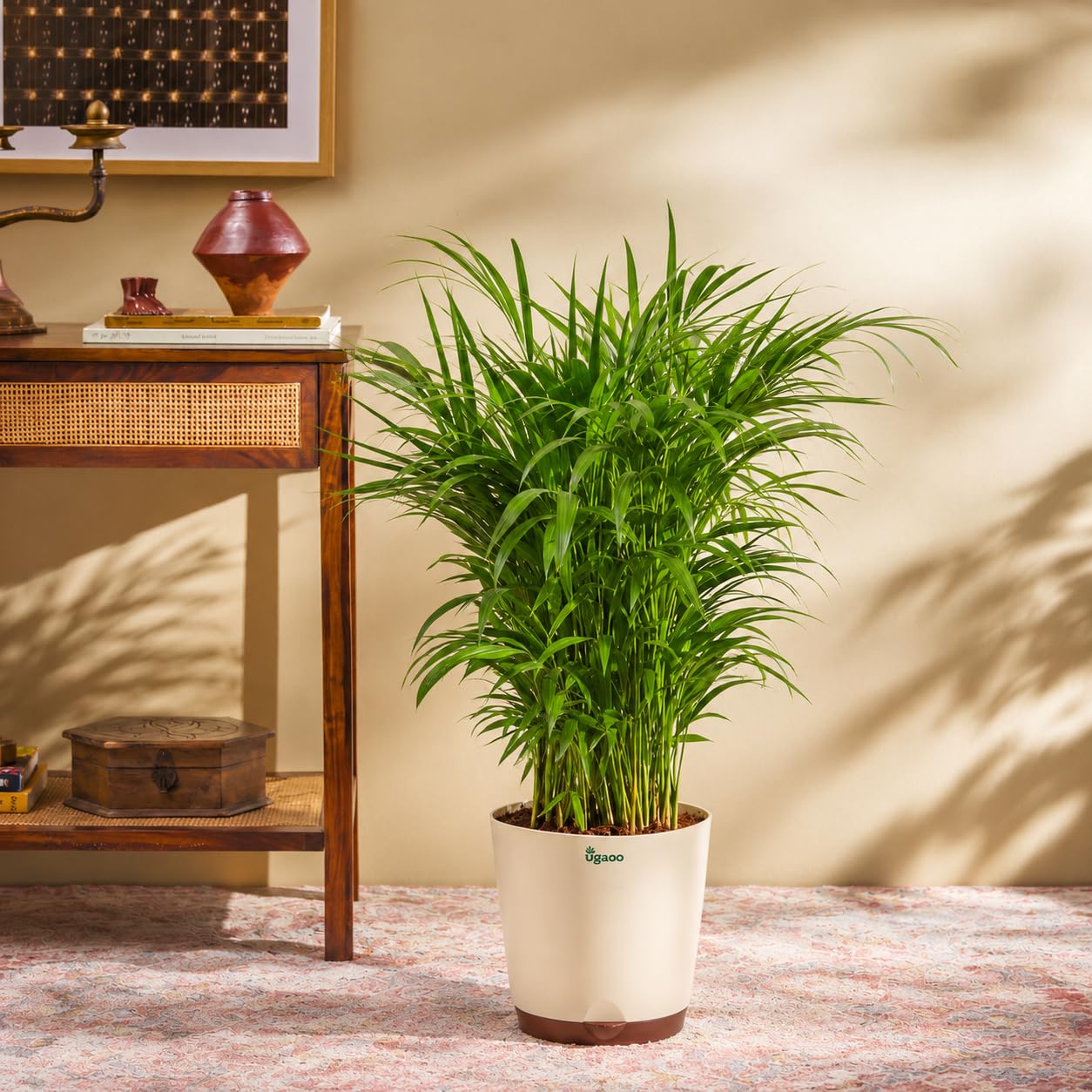 Ugaoo Areca Palm - XL Live Plant with Self-Watering Pot -1 Ugaoo Areca Palm - XL Live Plant with Self-Watering Pot -1