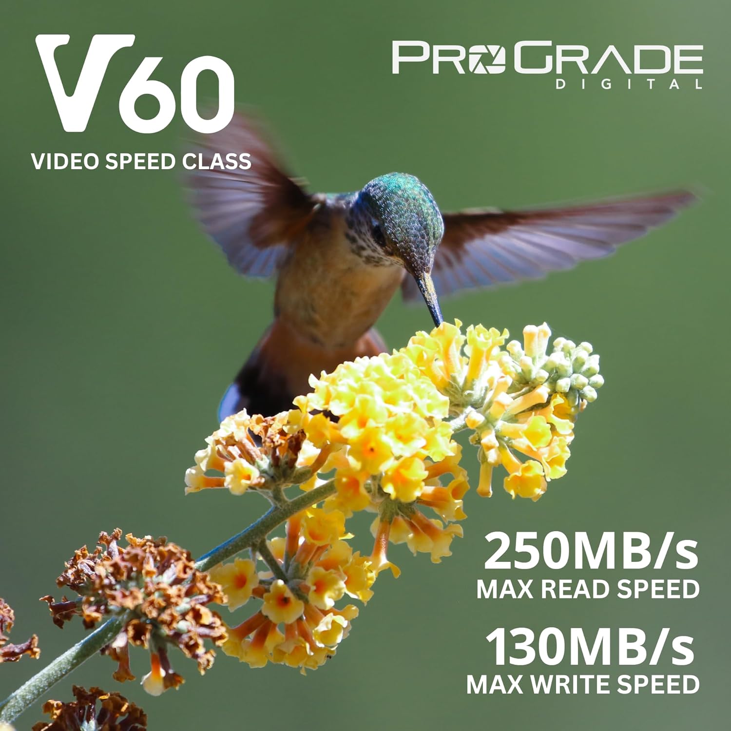 Prograde Digital SD UHS-II 1TB Card V60 –Up to 130MB/s Write Speed and 250 MB/s Read Speed | for Professional Vloggers, Filmmakers, Photographers & Content Curators