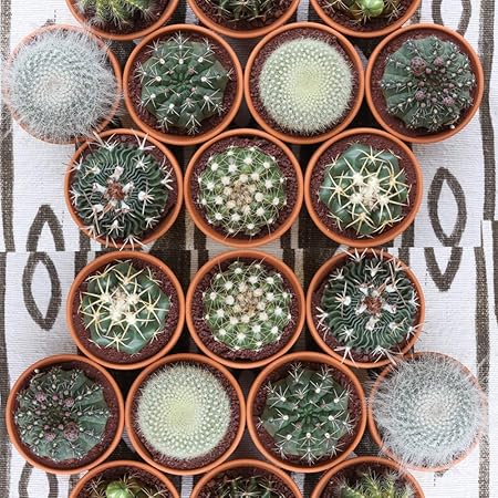 Amazon アソート サボテン 観葉植物 インテリア ギフト プレゼント 母の日 父の日 敬老の日 結婚記念日 引越し祝い 風水 3号鉢個 人工観葉植物 オンライン通販