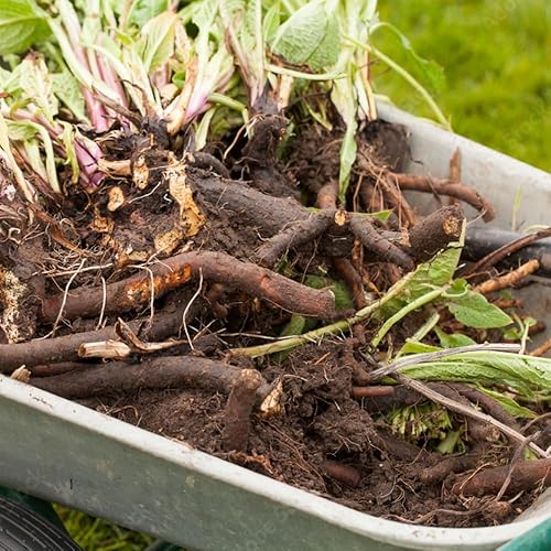 Miniatura 3 de 15 Comfrey Roots for Planting, Comfrey Live Roots, 36 Inch Size, Fast Growing Perennial Herb
