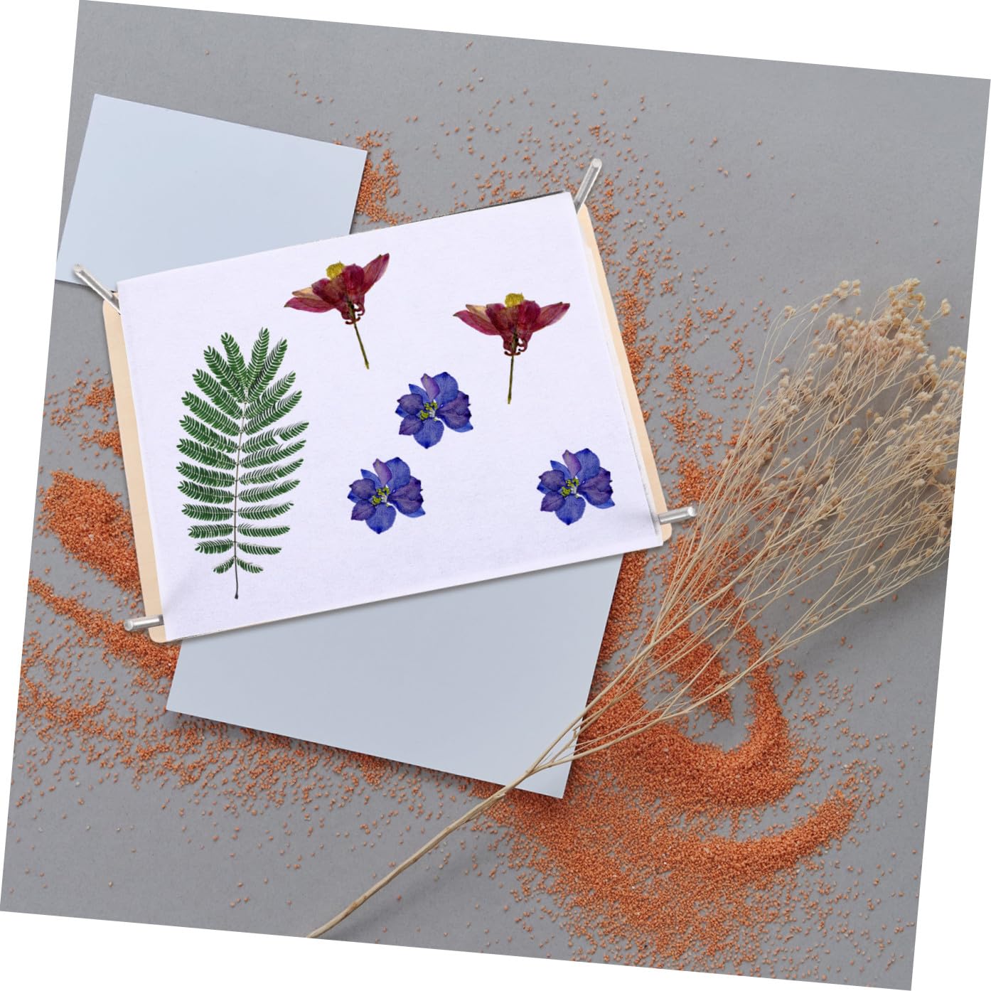 PRETYZOOM Kit de Prensa de Plantas y Flores Grande Profesional con Placas Reutilizables Herramientas DIY para Especímenes Manualidades y Decoración para Familia y Regalo Creativo