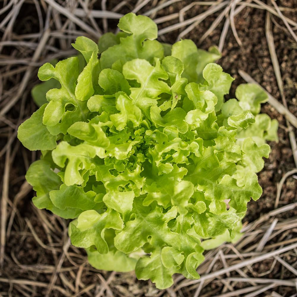 Lettuce Seeds ‘Salad Bowl’ – Early Cut-and-Come-Again Loose Leaf Italian Variety, Tender Light Green Leaves, Long Harvest Season, Easy to Grow
