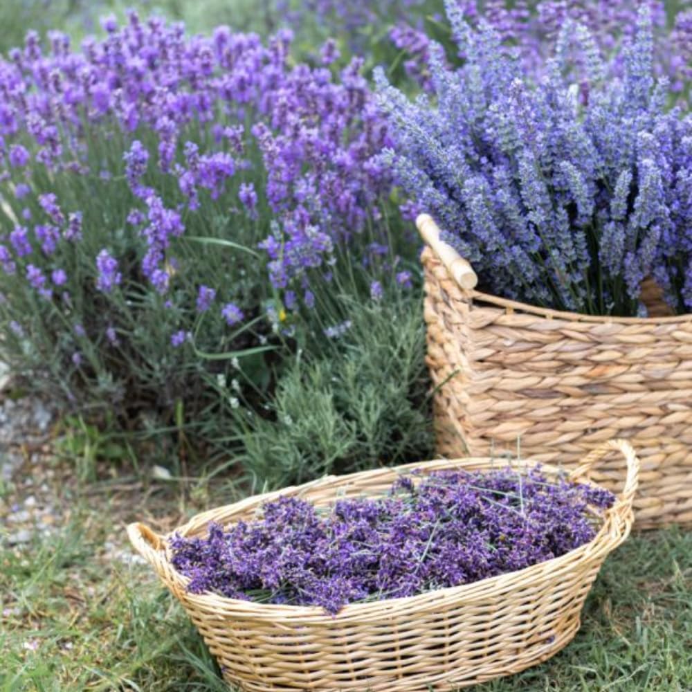 Live Lavender Plant in 3'' Pot, Fragrant Perennial Herb for Indoor and Outdoor Growing, Well Rooted Lavender Flowering Bushes - Grosso Lavender