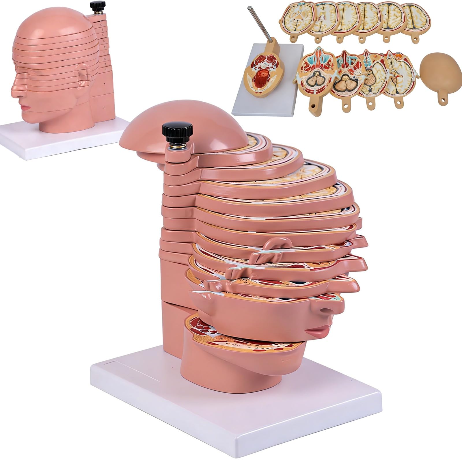 Model anatomii człowieka – 12 części ludzkiej głowy i mózgu z odłączanymi poziomymi plasterkami i wyraźnym anatomicznym etykietowaniem do użytku edukacyjnego w warunkach medycznych