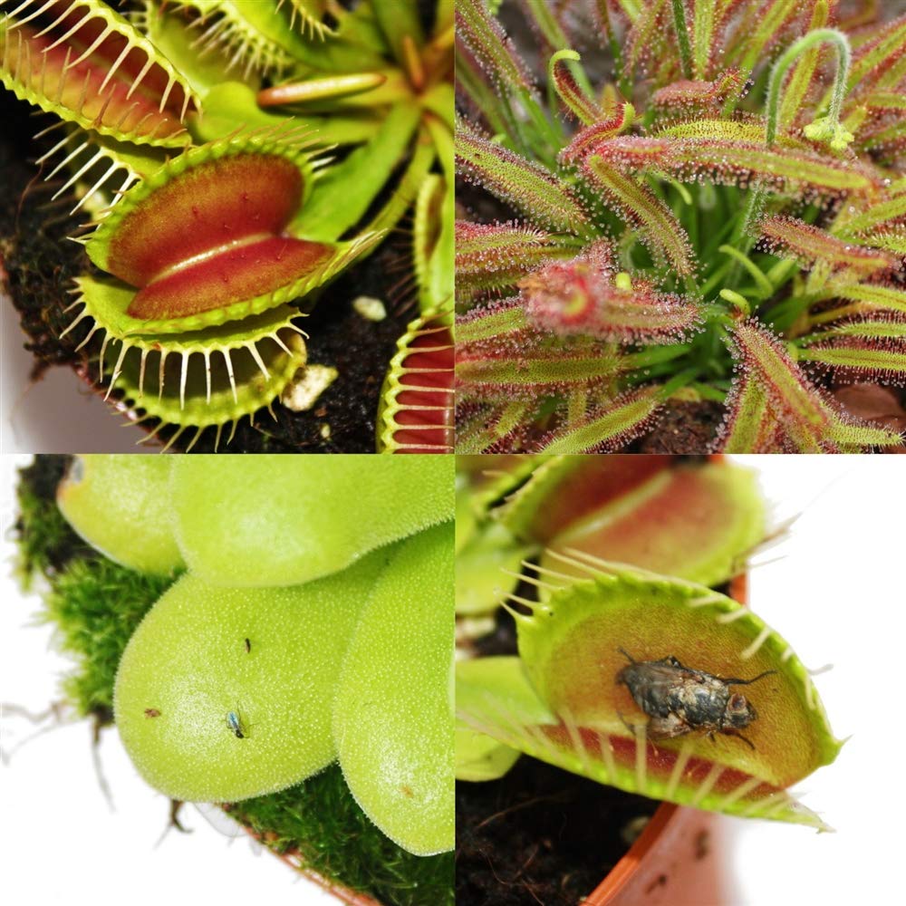 Exotenherz - Starter Set Plantes carnivores - 3 plantes + terre - terre de Carnivore
