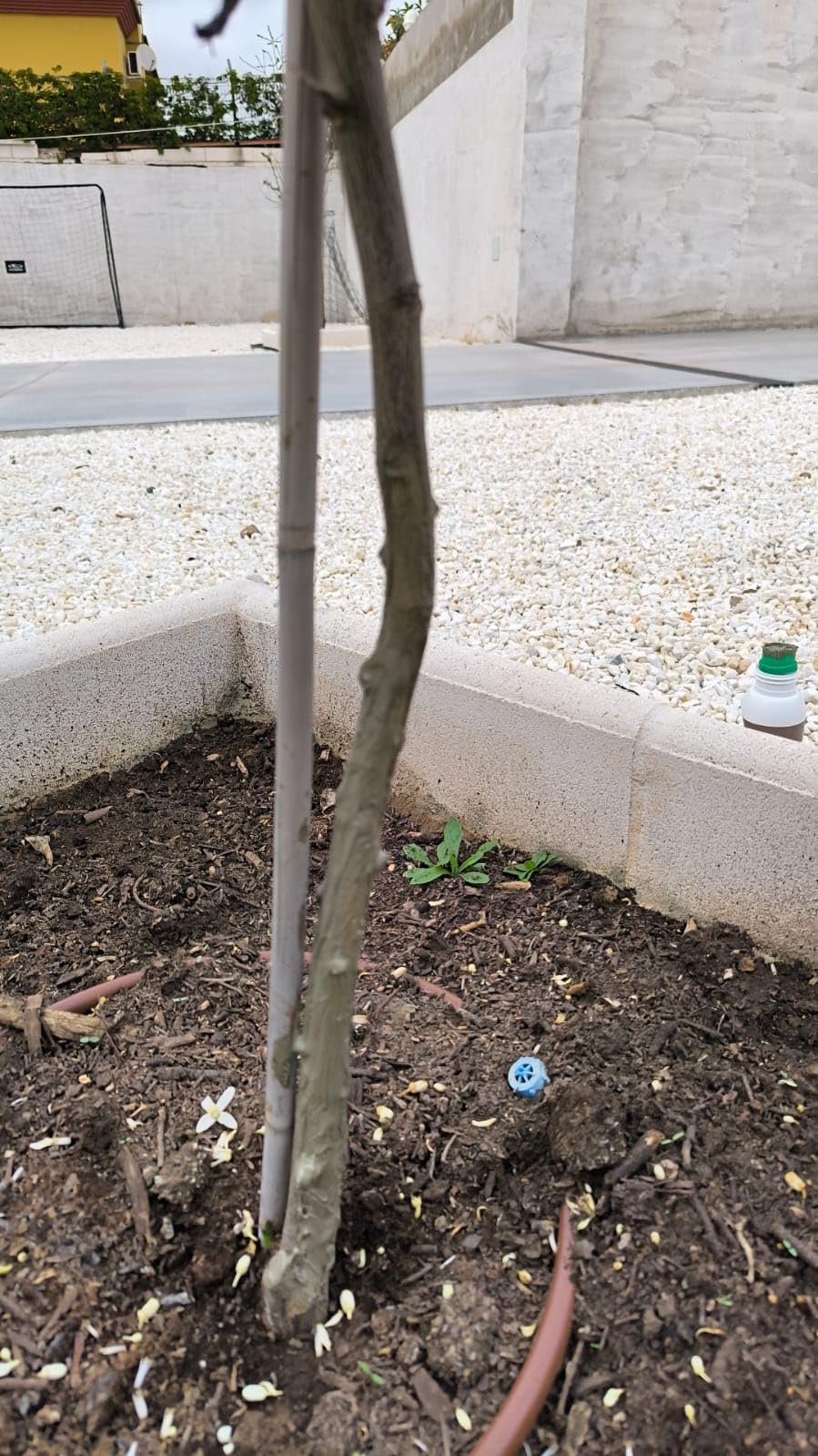 Suinga Mastic pour Greffes et Tailles 1 kg | Protège, Répare et Régénère les Blessures des Plantes | Pâte cicatrisante arbres | Pâte cicatrisante taille