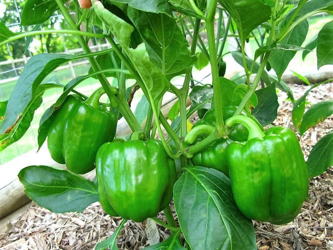 Willvine GREEN Bell PEPPER Sweet Capsicum-KMT-8W-image-34
