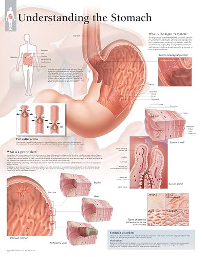 Understanding Stomach chart: Wall Chart