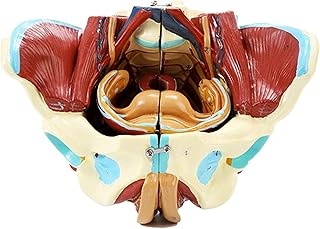 Study Model Female Pelvis Model - Medical Anatomical Pelvis Vascular Nerve Muscle Anatomical Model - Human Organ Anatomy Model Life Size Pelvis Model with Removable Organs - for Medical Teaching