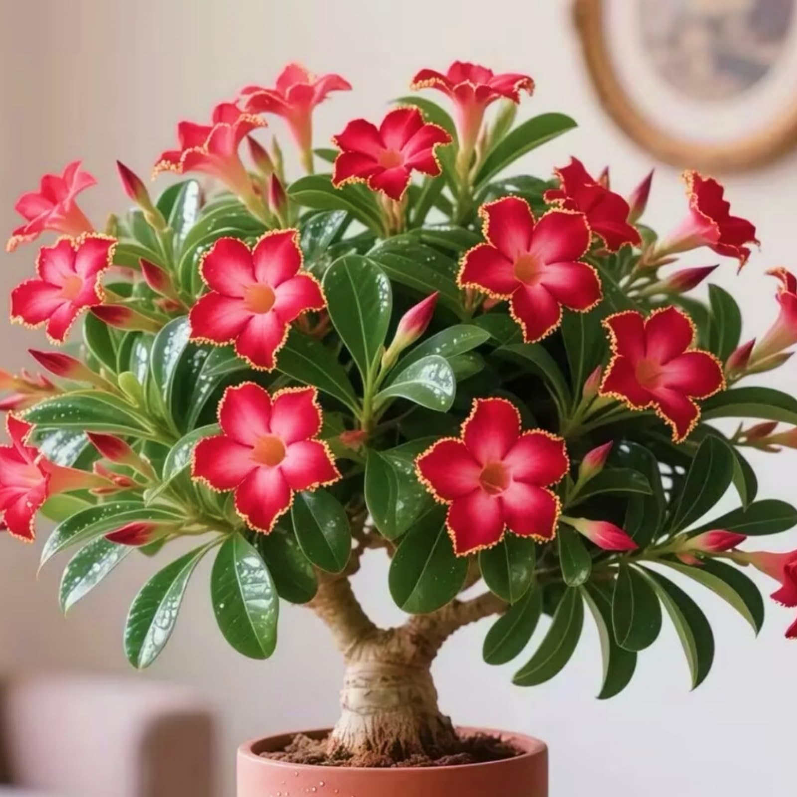Desert Rose Plant for Sale/Desert Rose Plant Root Excellent Display Indoor Perennial Balcony Garden Bulbs Can Be Potted-1Plant-G