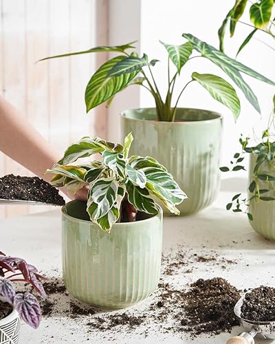 Miniatura 2 de LE TAUCI Juego de 3 macetas de cerámica estriada de 8.375.7 pulgadas, cilíndricas reactivas color verde salvia, macetas de interior con tapón de