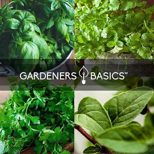 Miniatura 4 de Gardeners Basics Semillas de hierbas culinarias para plantar en interiores y exteriores, 5 paquetes que incluyen albahaca, cilantro, cebollino,