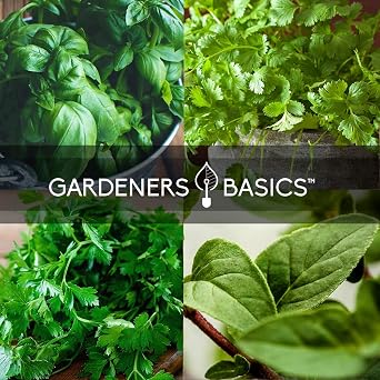 Gardeners Basics Culinary Herb Seeds For Planting Indoors and Outdoors 5 Packets Including Basil, Cilantro, Chives, Oregano, and Parsley - Great for Kitchen Herb Garden Heirloom Seeds
