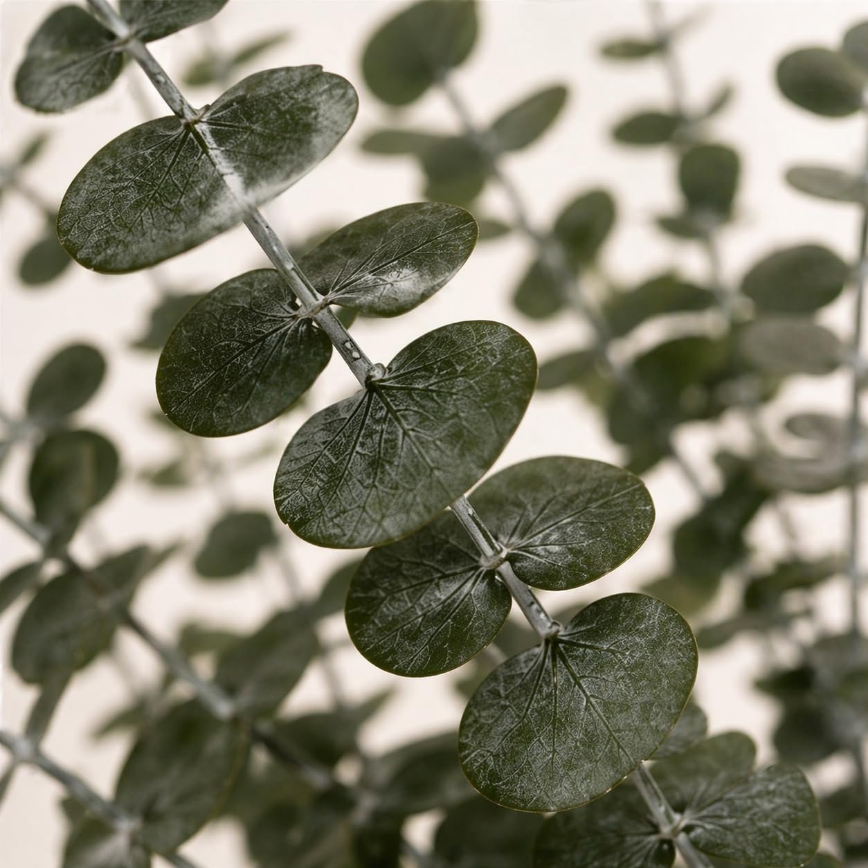 bouquet d'eucalyptus préservé (vert)