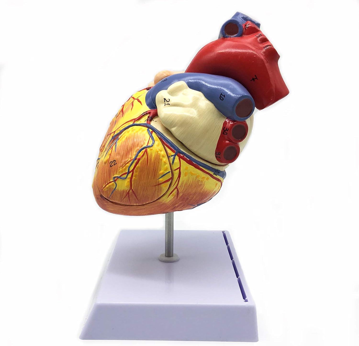 XINDAM 2X Enlarged Human Heart Anatomical Model,Anatomically Accurate Heart Model Human Skeleton Anatomy for Science Classroom Study Display Teaching Medical Model