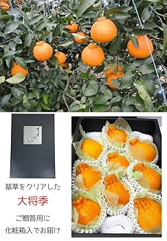 鹿児島県産　デコポン  大将季　10玉ご家庭用 楽天市場】鹿児島 デコポン 大将 季の通販