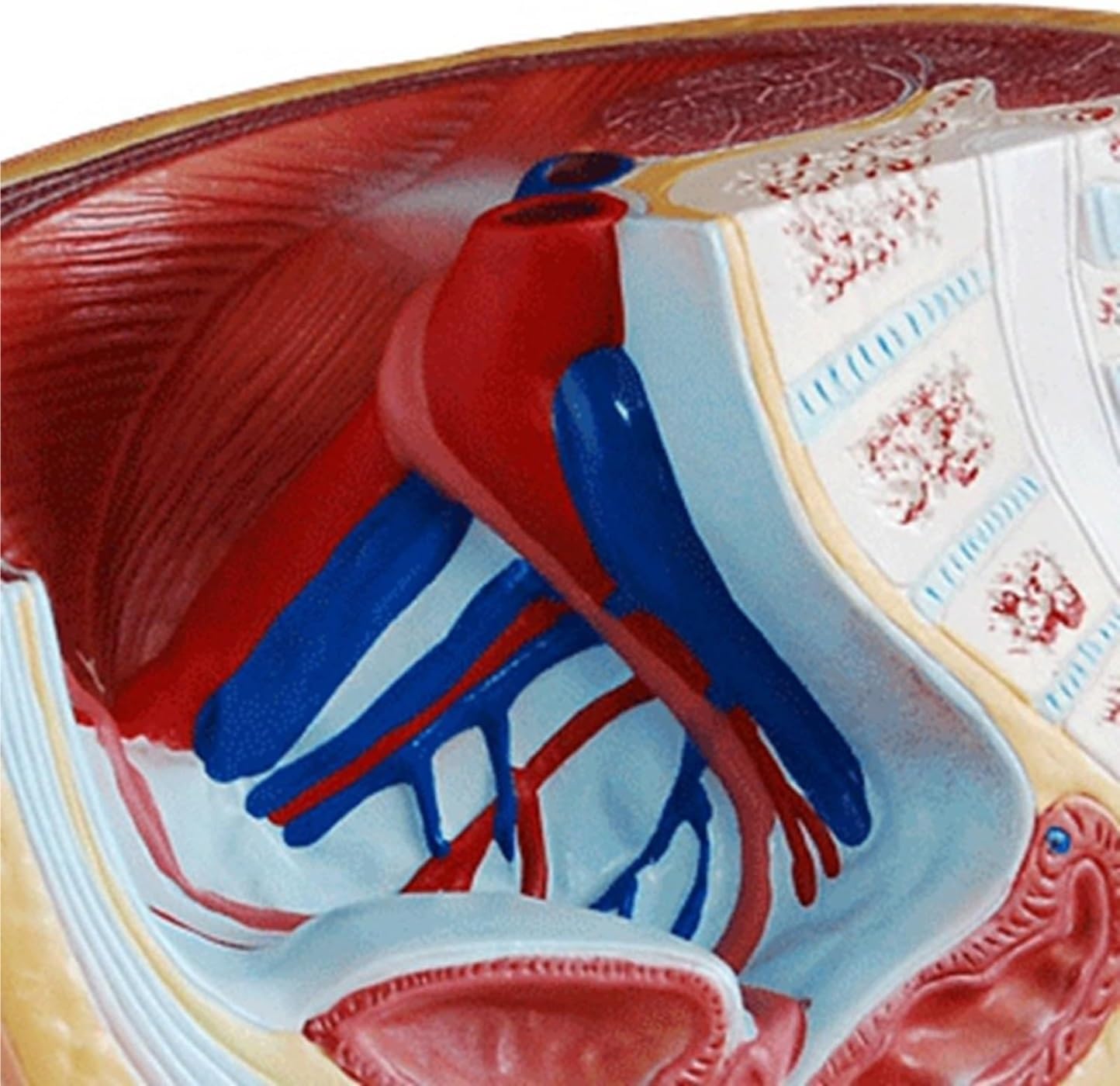 激レア❗希少❗貴重❗医学生のための臨床解剖学 医学書 掘り出し物❗ Amazon.co.jp: 人体模型 解剖モデル 解剖学的人間男性膀胱陰茎