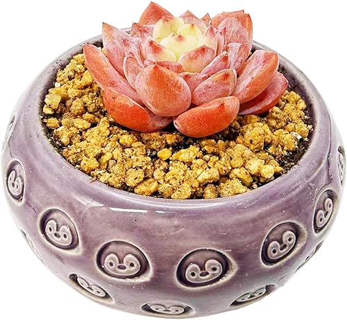 Plantas suculentas vivas de 2 pulgadas, suculentas de Echeveria surtidas (recipiente de cerámica no incluido), mini plantas suculentas vivas para